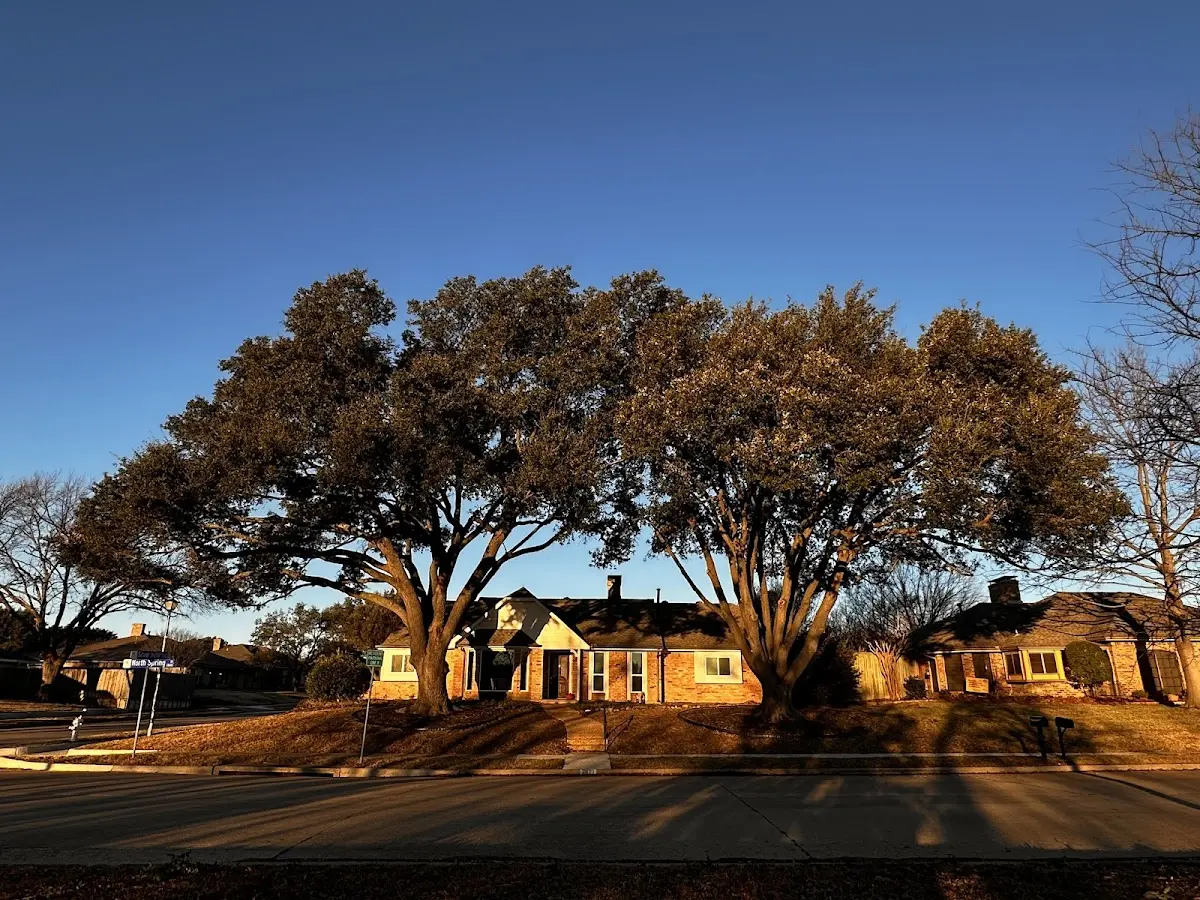 Established residential canopy tree shading a home in Nokomis